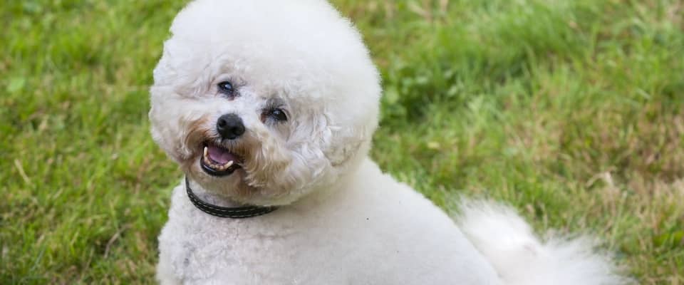 A white Bichon Frise dog with a fluffy coat is sitting on green grass, looking up with its mouth slightly open.