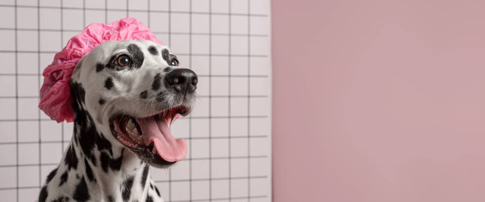 Dalmatian dog wearing a pink shower cap with mouth open, set against a tiled and pink background.