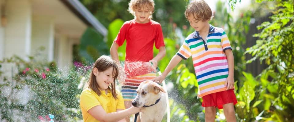 Three children wash a dog outdoors with a hose, surrounded by greenery and sunlight.