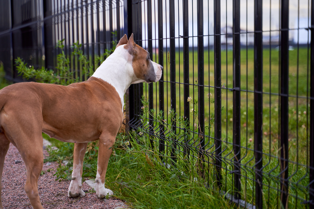 A brown and white dog stands on a path, looking through a black metal fence at a grassy area.
