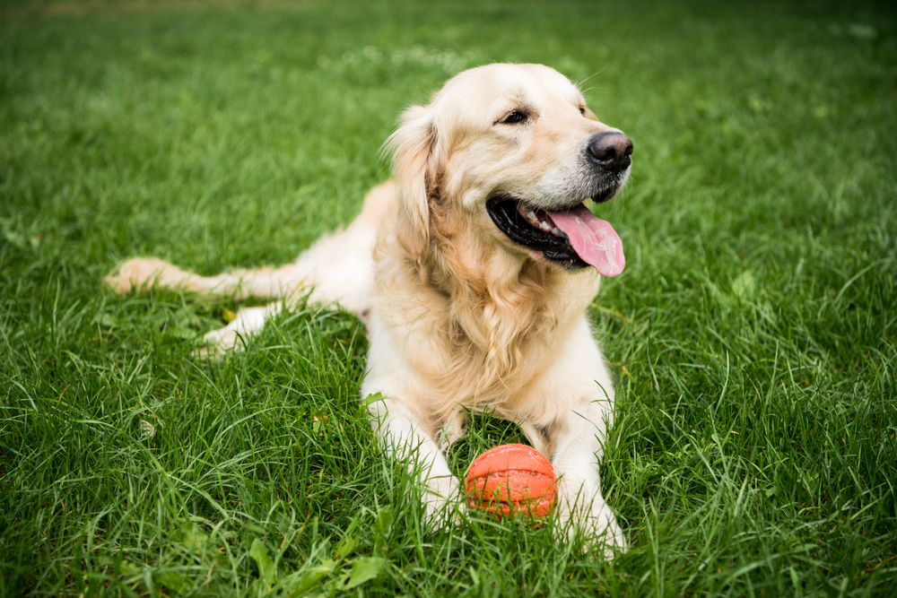 A golden retriever lies on green grass with its tongue out, resting one paw on an orange ball.