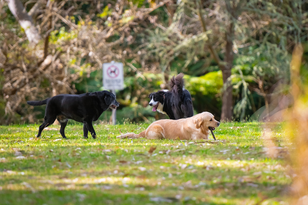 Three dogs interact on a grassy park area, with one lying down and two standing. A "no dogs allowed" sign is visible in the background among trees.
