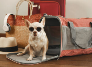 A small dog wearing sunglasses sits on the open flap of a pet carrier, surrounded by a hat, headphones, a woven bag, and two suitcases.