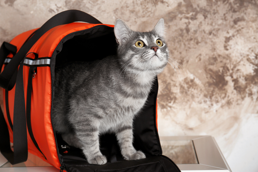 A gray tabby cat sits inside an open orange pet carrier, looking upward with alert expression.