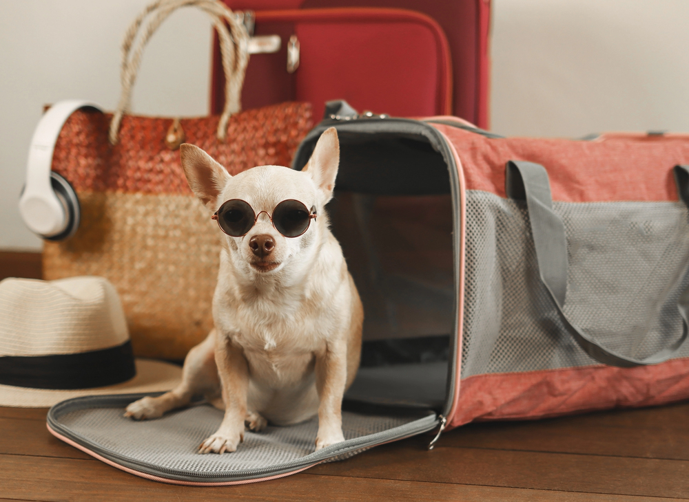 A small dog wearing sunglasses sits on the open flap of a pet carrier, surrounded by a hat, headphones, a woven bag, and two suitcases.