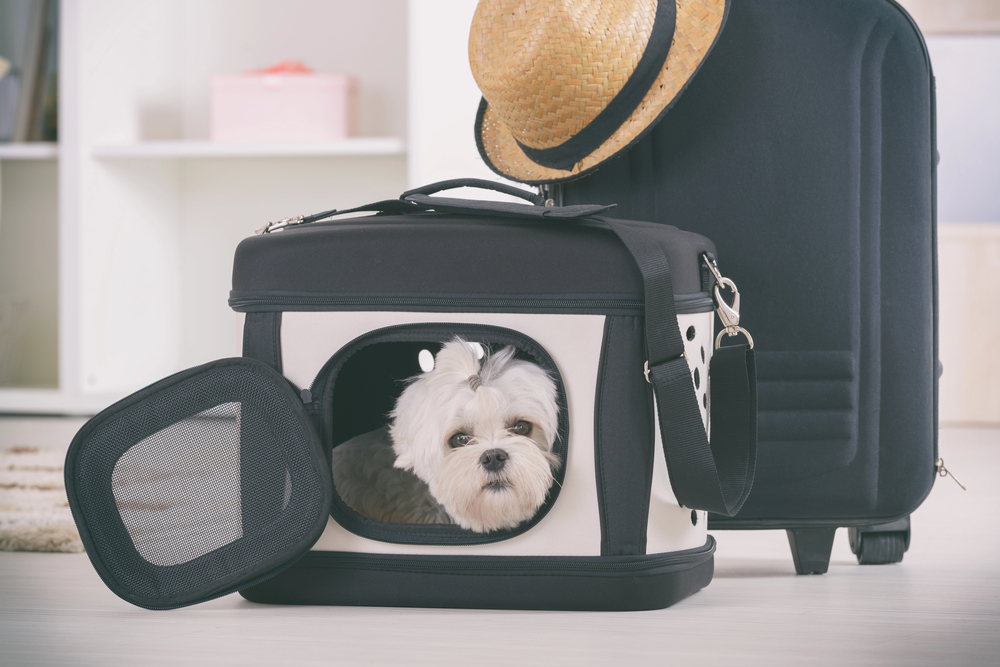 A small white dog sits inside a pet carrier with the door open, next to a black suitcase and a straw hat resting on top.