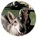 Two dogs are outdoors on grass; a large, gray dog is in the foreground, and a smaller brown dog is in the background.