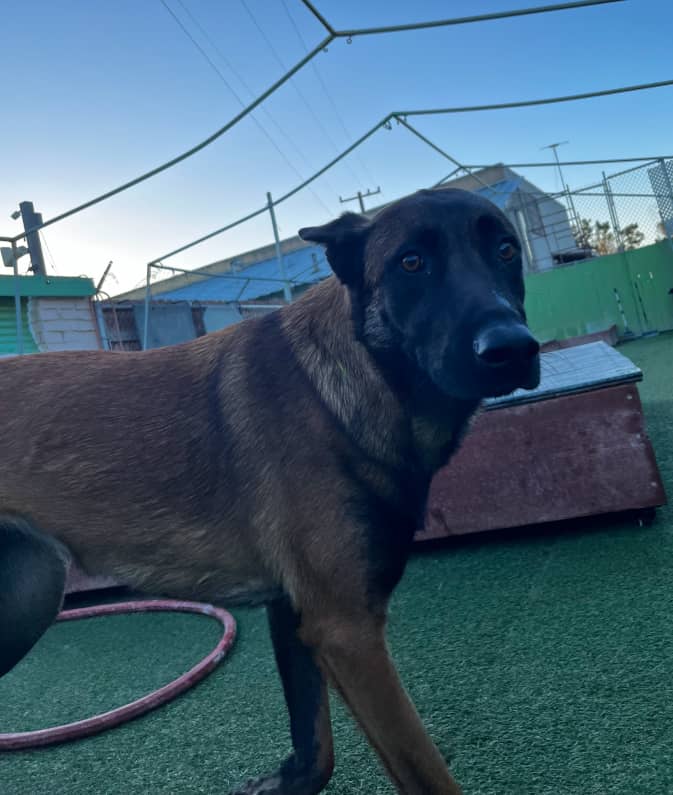 A brown and black dog stands on artificial grass near a raised platform, with fencing and buildings visible in the background.