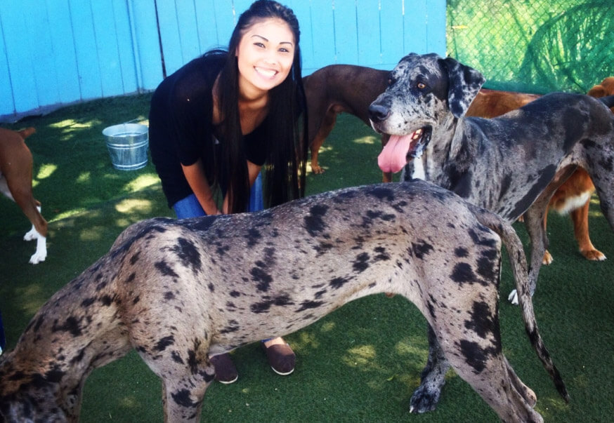 Woman smiling and posing outdoors with several Great Danes, including two gray and black spotted ones, on artificial grass by a blue fence.