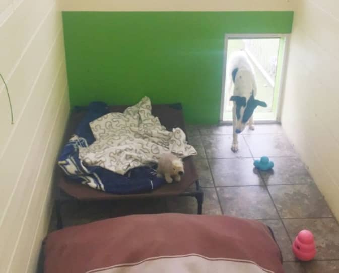 A dog enters a tiled room with a raised bed, a blanket, a toy, and two treat-dispensing toys on the floor.