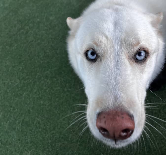 White dog with blue eyes lying on green turf, looking up at the camera with a close-up of its face.