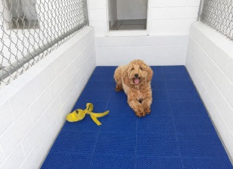 A small curly-haired dog sits on a blue mat next to a yellow leash in an enclosed area with white walls and a chain-link fence.