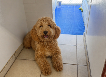 A fluffy, curly-haired dog is lying on a tiled floor in a hallway, facing the camera, with a blue mat visible in the background.