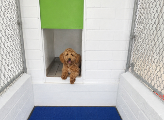 A curly-haired dog sits in a small doorway, paws hanging over the edge, inside a white-walled kennel with metal fencing and a blue mat on the floor.