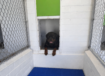 A Rottweiler lies in an opening at the bottom of a white brick wall inside a kennel, with blue flooring and chain-link fencing on the sides.