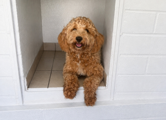 A curly-haired brown dog sits in a tiled doorway, facing forward with its front paws resting on the edge and its mouth slightly open.