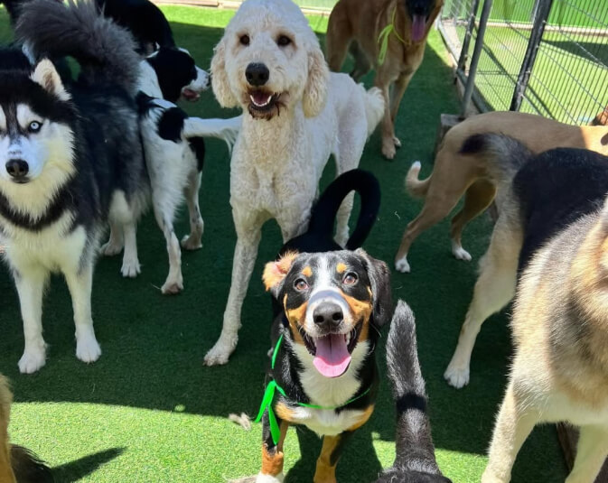 A group of dogs of various breeds stand together on artificial grass in a fenced outdoor area, looking at the camera in bright sunlight.