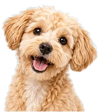 A small, fluffy, light brown dog with curly fur looks at the camera, mouth open and tongue slightly out, on a plain white background.