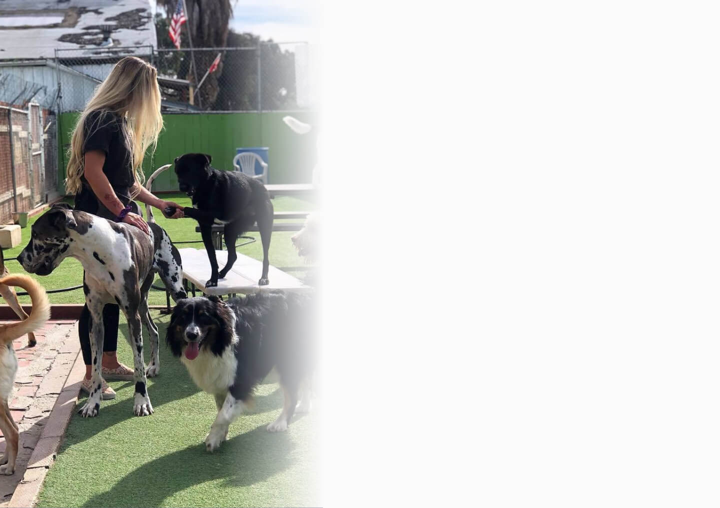 A woman stands outdoors with several large dogs on artificial grass near a fence, with part of the image faded to white on the right side.